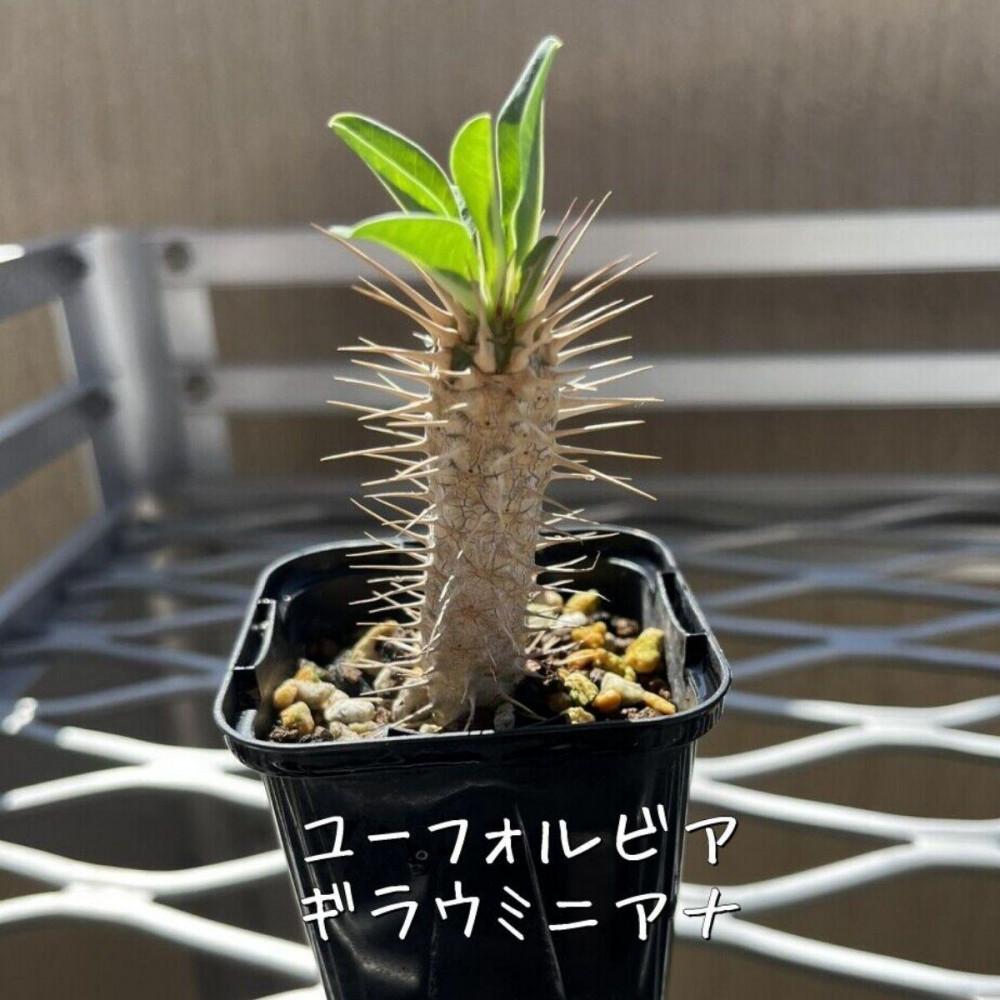 【ふるさと納税】ユーフォルビアギラウミニアナ実生株 1本 | 植物 プラント 雑貨 人気 おすすめ 送料無料