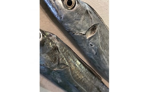 竹中水産の「釣の太刀魚」　約2キロ!＜F22-264＞_ 太刀魚 たちうお 天然 魚介 魚介類 海鮮 冷蔵 愛媛 八幡浜 産直 産地直送 国産 おかず おつまみ 鮮魚 希少 刺身 釣 【1078740】