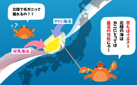 【甲羅盛】【成前特選】美味しさ直送！北陸産毛ガニ900ｇ前後×1杯（オス） [F-028009_02]