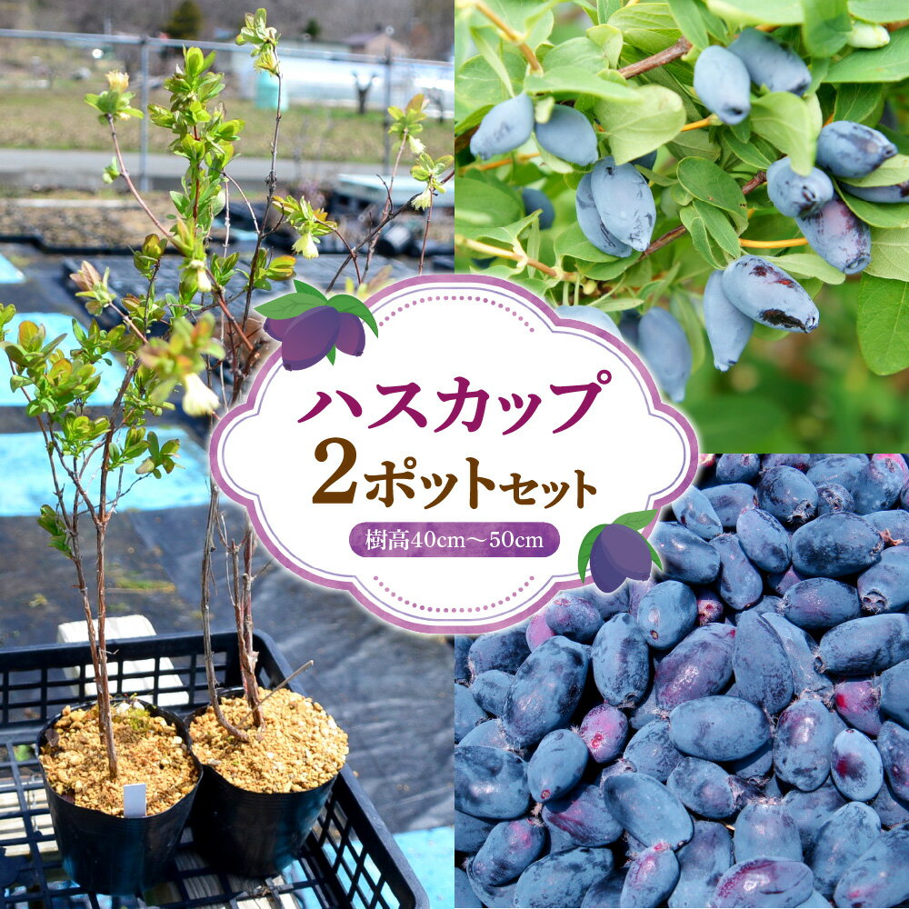 【ふるさと納税】 ポットセット ハスカップ 2ポット セット 大実 生食可 デザート 塩漬け 植木 苗木 庭木 植物 ガーデニング 果実 園芸 栽培 ガーデン 庭 ごはんのお供 北海道 札幌市