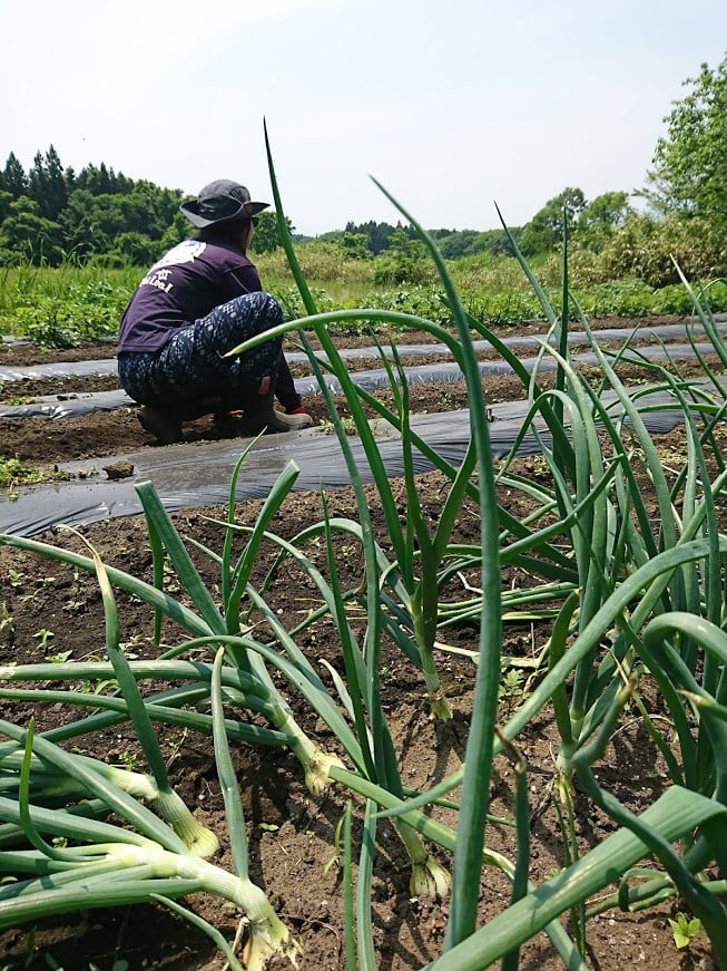 ALOHA FARM　黒のススメ!　熟成黒にんにくゼリー〔P-2〕≪ニンニク ゼリー 温活 ≫