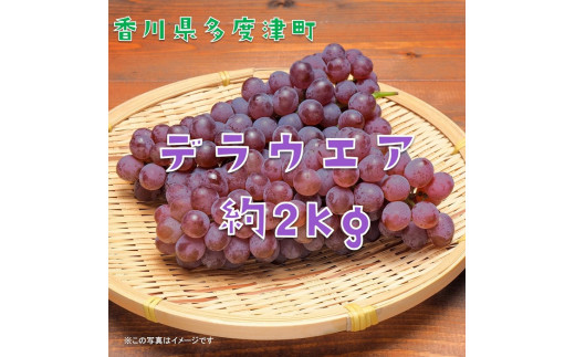 多度津町白方特産　デラウェアぶどう 約２kg【令和7年7月上旬より発送！予約受付中】【B-20】