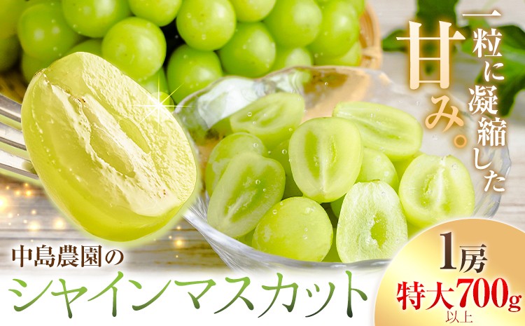 
                  シャインマスカット 1房 特大 700g 以上 中島農園《9月中旬-10月中旬頃出荷》茨城県 結城市 フルーツ 旬 シャイン マスカット ぶどう 果物【配送不可地域あり】(沖縄・離島)
                