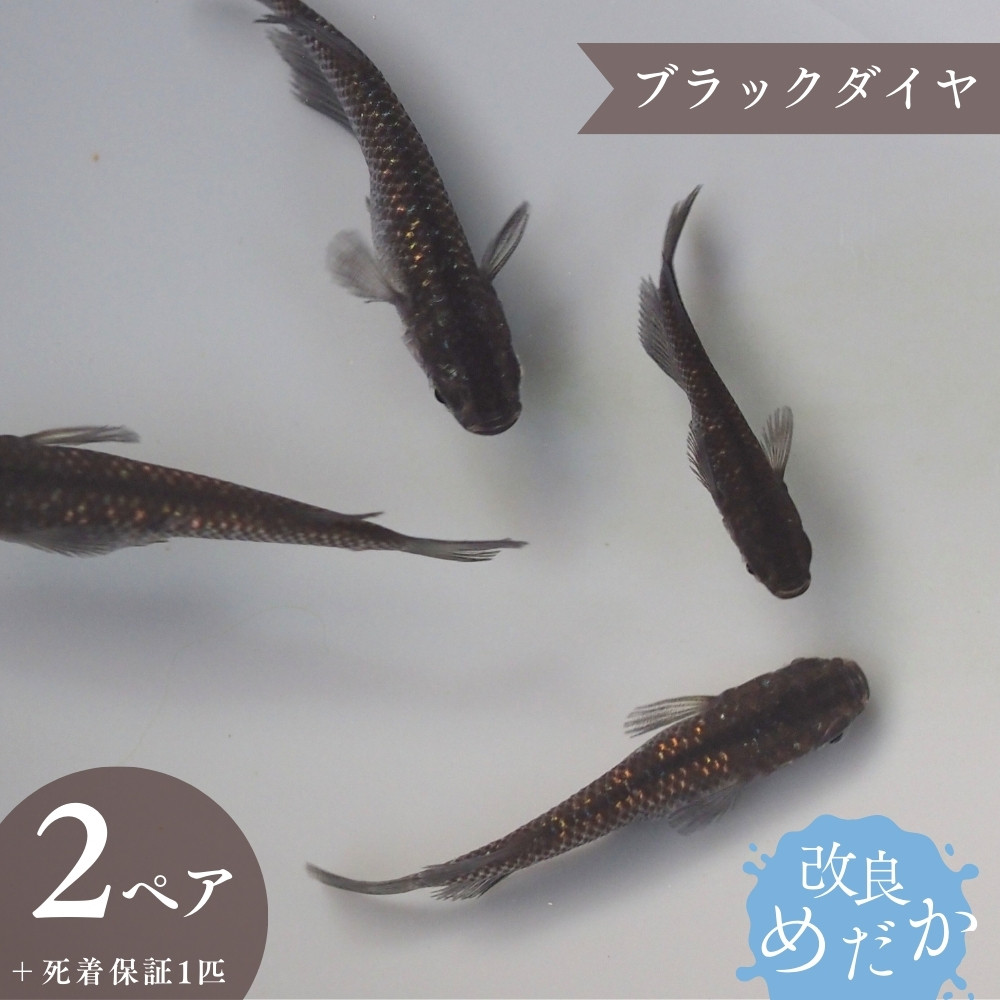 
            【ブラックダイヤ】美しき改良めだか（２ペア+死着保証１匹）
          