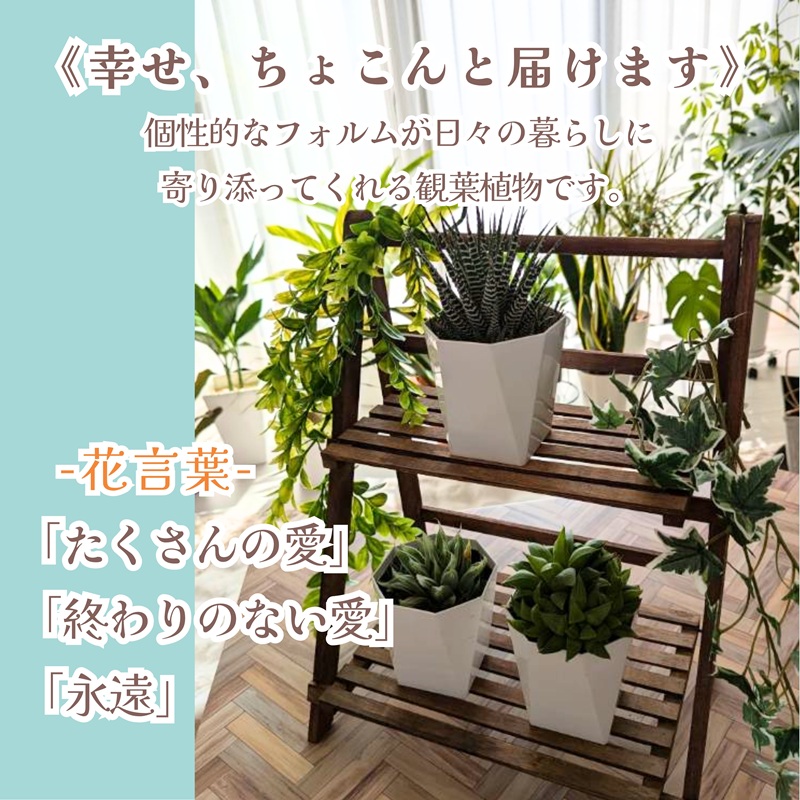 緑の匠が選んだ観葉植物 素敵な空間づくりに 多肉植物3種( 観葉植物 多肉植物 インテリア 植物 贈り物 送料無料 )【B6-038】