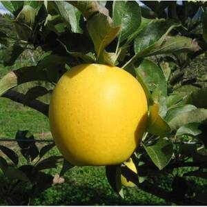 【南信州あじさい農園】葉とらずりんご(シナノゴールド)約10kg【1594097】