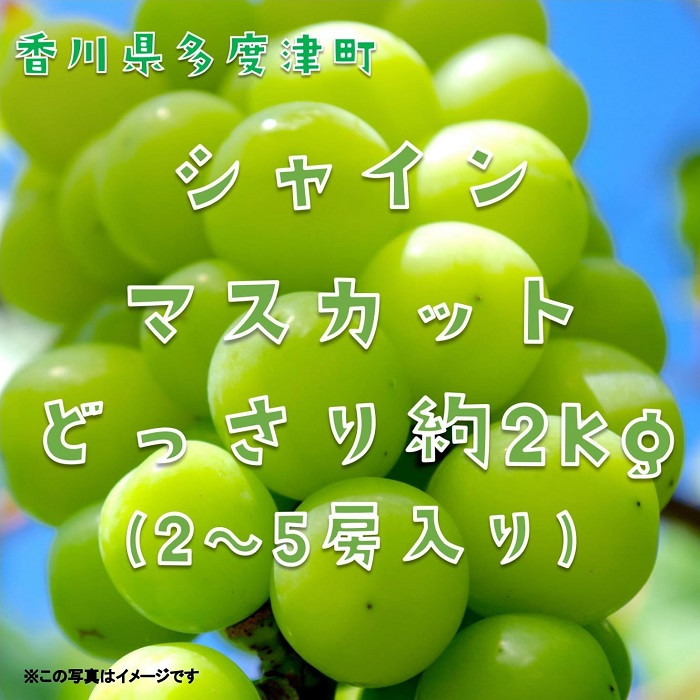 
シャインマスカット 約2kg【令和7年8月下旬発送！予約受付中】【C-15】
