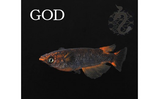 
                  メダカ「GOD」1～3ペア
                