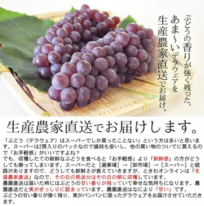 [先行予約] 神宮寺ぶどう (デラウエア) 1kg｜ブドウ 葡萄 くだもの 果物 フルーツ [0219]