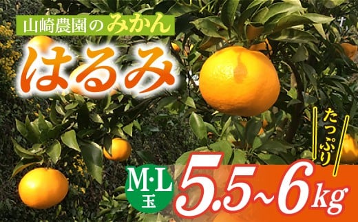 
                  【3月上旬頃から順次発送】数量限定 甘くジューシーで爽やかな味わい みかん（ はるみ ） M L 5.5～6kg | 山崎農園のみかん ５.５～６ｋｇ _b-117
                