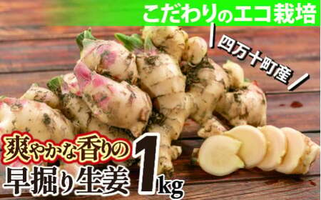 【予約受付】爽やかな辛さの【早掘り生姜】ミネラル豊富なエコ栽培 1kg ／Fms-10 