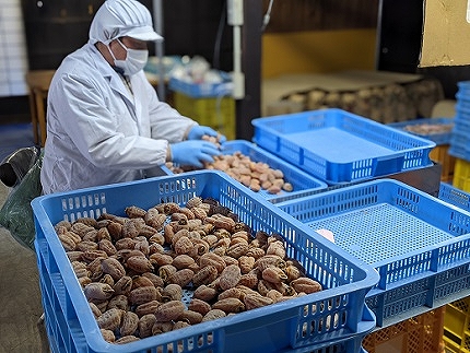 【農園直送】フルーツガーデン松村の市田柿　約500g×2袋