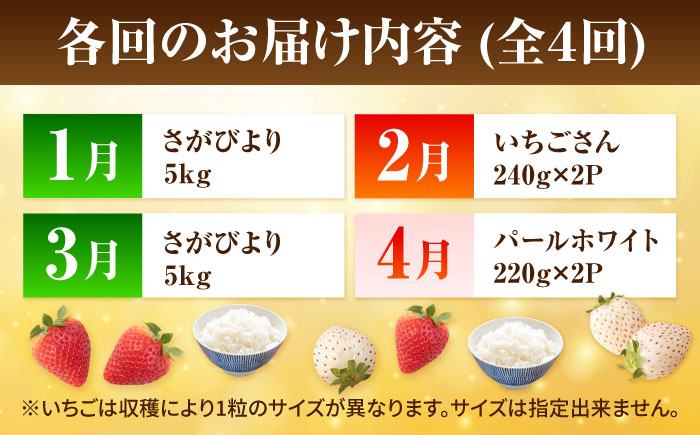 【先行予約 2027年1月～発送】【4回定期便】いちごとお米の贅沢定期便（2） 【かわさきいちご】 米 5kg 10kg  精米 特A  特A評価  佐賀県産 国産米 コメ こめ お米 白米 さがびよ