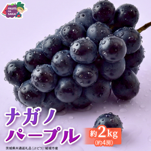 ナガノパープル 約2kg （約4房）【2026年8月より発送開始】（茨城県共通返礼品 [ぶどう]：結城市産） ぶどう ブドウ 葡萄 ナガノパープル 種なし 皮ごと 高級 国産 黒ぶどう 旬 お取り寄せ フルーツ 希少品種 デザート [FC22-NT]
