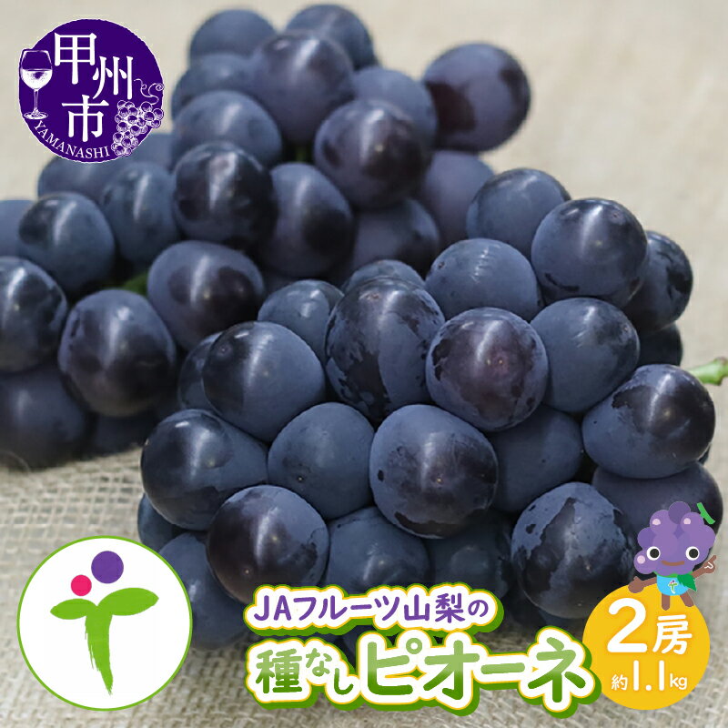 【ふるさと納税】 ピオーネ 種なし 2026年 先行予約 2房 約1.1kg 甲州市産 JAフルーツ山梨 果物 フルーツ ブドウ 大粒 甘い 大きい くだもの ぶどう 葡萄 人気 8月 9月 発送 期間限定 数量限定 贈答 ギフト 家庭用 お試し おすすめ 人気 新鮮 山梨県 甲州市 （80） 【B-105】