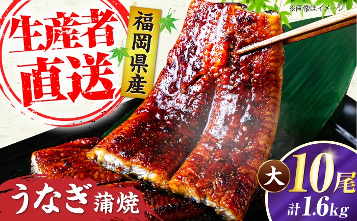 
                  国産 うなぎ 蒲焼 大10尾 計1600g（1尾あたり 160g以上）《豊前市》【福岡養鰻】国産 鰻 10尾 蒲焼き うなぎ ウナギ お祝い プレゼント 贈答 ギフト うなぎ 2尾 国産鰻 人気 おすすめ 福岡産 土用の丑の日 贅沢 ご褒美 ウナギ おいしい 鰻 かばやき 高級 特別 贅沢 unagi ひつまぶし うなぎ ウナギ 鰻 九州 福岡 豊前市 [VAD026]
                