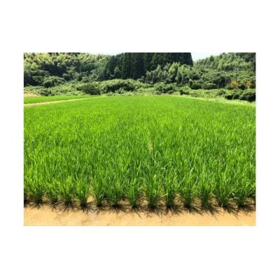 ふるさと納税 甲佐町 ★令和8年11月から発送予定★甲佐町　上田晋也さんが育てた美味しいお米【白米30kg】ZA |  | 02