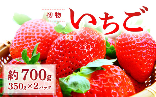 A-497 初物いちご（350g×2パック）
