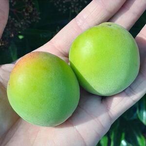 青梅 5kg 紀州南高梅 シロップ・梅酒・梅干し用等 和歌山県有田産 訳あり　2024年6月中旬～7月上旬発送予定