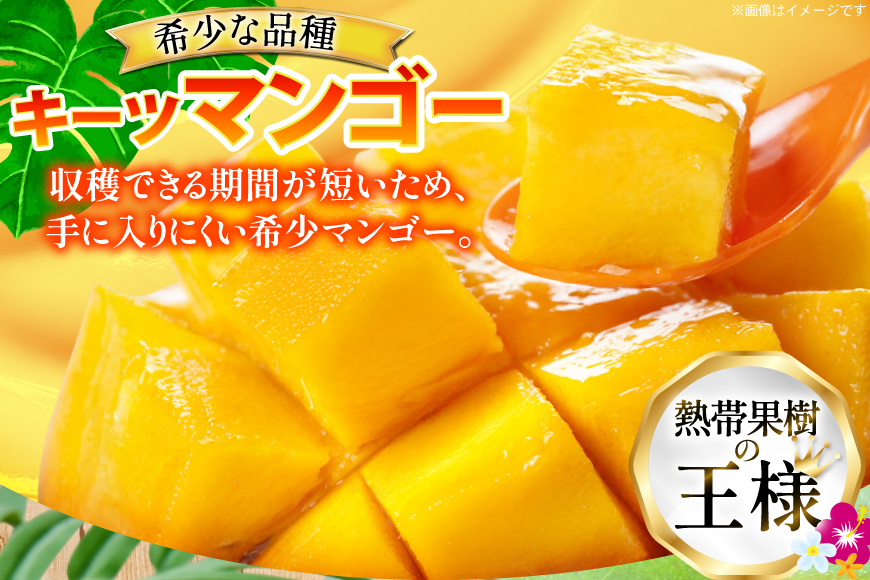 【期間限定発送】 家庭用 キーツ マンゴー 約 2kg (2〜3玉) [伊江村マンゴー部会 沖縄県 伊江村 ie47bde320000] キーツマンゴー 沖縄 フルーツ 果物 甘い 夏 濃厚 Mang