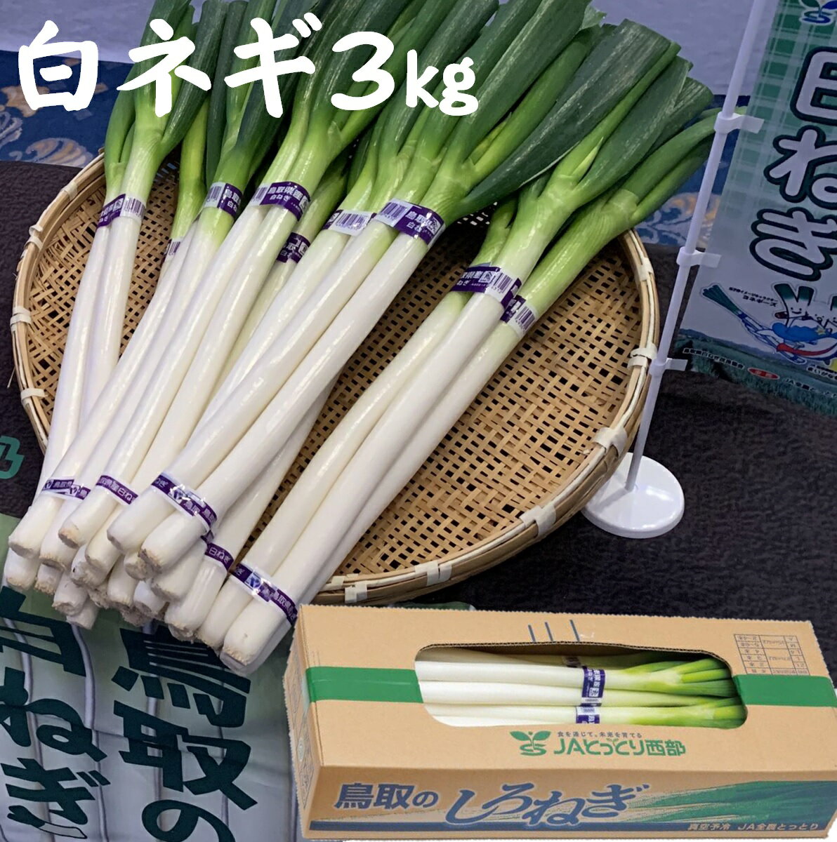 【ふるさと納税】鳥取県産 白ねぎ 3kg(2Lサイズ2本×10束)【25-010-028】鳥取県西部農業協同組合直販推進課 新鮮なものを直売所から、直送いたします。産地直送 鳥取県 白ねぎ 野菜 白ネギ ネギ ねぎ 野菜 白ねぎ 鳥取県産 お取り寄せ ご当地 特産品 鳥取県 米子市