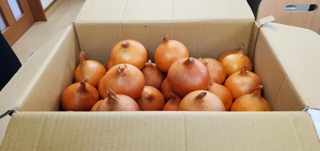 予約受付 たまねぎ 5kg さらき産【2026年7月発送開始】令和8年産 国産 玉ねぎ 玉葱 カレー シチュー 新鮮 フレッシュ オニオン サラダ BBQ 焼肉 野菜 Mサイズ Lサイズ 2Lサイズ 
