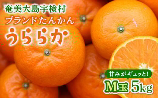 【1月下旬~2月発送分】ご好評につき再入荷！完熟 ブランド たんかん M玉 5kg 【予約 数量限定】優品 良品 柑橘 みかん 奄美 宇検村 奄美大島産 光センサー 果物 奄美のみかん 厳選 糖度10度以上 甘い 数量 期間 限定 鹿児島 おすすめ ランキング プレゼント ギフト 家庭用