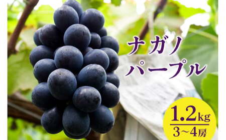 【 2026年 先行予約 】 ナガノパープル 1.2kg 開田ぶどう園 3房 ～ 4房 ぶどう ブドウ 国産 果物 くだもの 葡萄 フルーツ 1.2キロ 1kg 以上 8月 下旬 9月 発送 夏 秋 