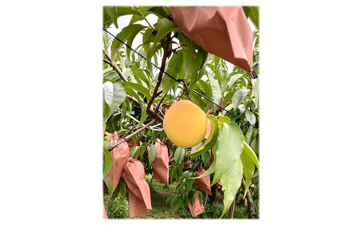 【令和7年産先行予約】 黄桃 「黄ららのきわみ」 約2kg (6～1