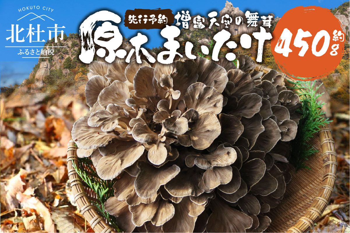 
                  【令和8年産先行予約】 先行予約 増富天空の舞茸　原木まいたけ　約450g  舞茸 原木舞茸 まいたけ きのこ 肉厚 約450g 期間限定 ナラの木 北杜市 須玉町産 増富天空の舞茸 北杜市
                