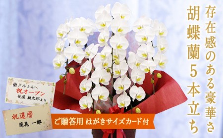 胡蝶蘭 白大輪　5本立ち【はがきサイズカード付】 還暦 お祝い 当選 就任　開業 新築　長生き　母の日　父の日 商売繁盛　記念　お歳暮　お中元 お花 贈り物 プレゼント ギフト こちょうらん F20E-427