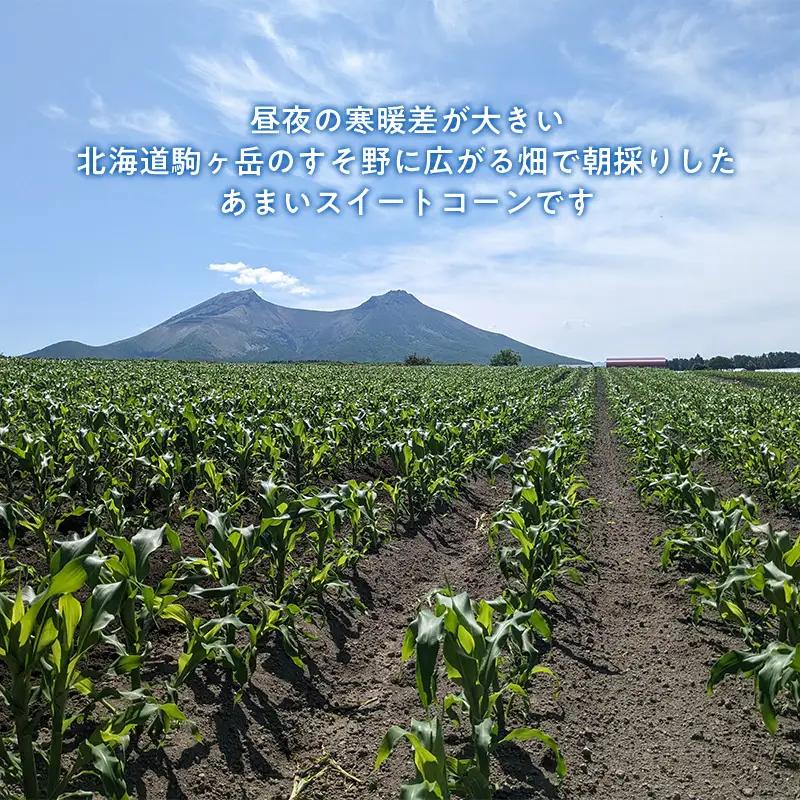 スイートコーンイエロー Lサイズ 10本 北海道森町産 （令和8年7月下旬から順次発送予定） ＜こうのファーム＞ とうもろこし トウモロコシ とうきび トウキビ 唐黍 mr1-0894
