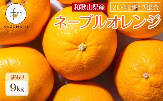 
                  訳あり 森本農園の手選別 大玉ネーブルオレンジ 約9kg 和歌山県産 2L~4Lサイズ混合 ［北海道・沖縄・離島配送不可］［2026年1月上旬から順次発送］［RN109］★
                