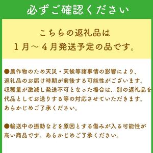 【1~4月発送】 紅ほっぺ 1000g以上 いちご 1000g×1パック イチゴ 冷蔵発送 苺 1kg 土耕栽培 フルーツ 果物 スイーツ デザート朝摘み ストロベリー