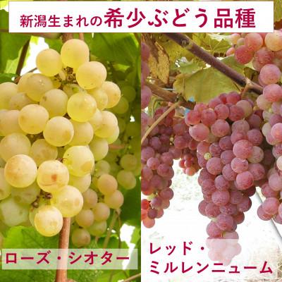 ふるさと納税 上越市 岩の原ワイン　「日本のワインぶどうの父」が生み出した希少ぶどう品種　白3本セット |  | 03