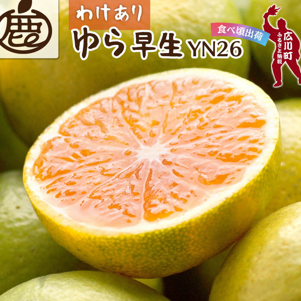 【ふるさと納税】 【先行予約】 家庭用 極早生 有田 みかん ※9月中旬〜11月中旬ごろに順次発送 ※北海道・沖縄・離島への配送不可 / 由良早生 甘い 柑橘 果物 和歌山 //mandarin //goku