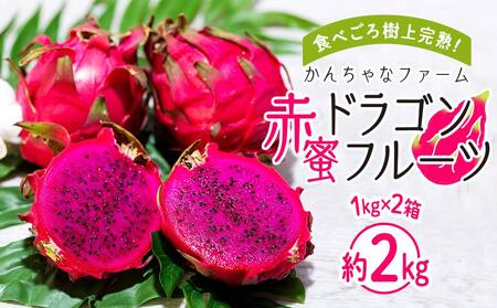 奄美産 食べごろ樹上完熟『赤蜜ドラゴンフルーツ』1kg×2箱セット＜北海道・沖縄県配送不可＞ | ドラゴンフルーツ 果物 フルーツ 南国フルーツ 産地直送 季節限定 鹿児島県 奄美大島 瀬戸内町産