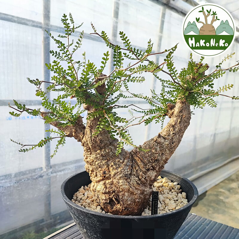 【ふるさと納税】オペルクリカリア・パキプス「塊根植物の王様」(発根管理済) P03 [0426]