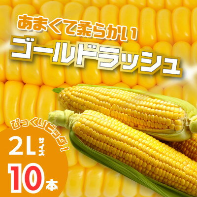 【ふるさと納税】【2026年発送】北海道富良野産　イエローとうもろこし　ゴールドラッシュ2Lサイズ10本　産地直送【配送不可地域：離島】【1609338】