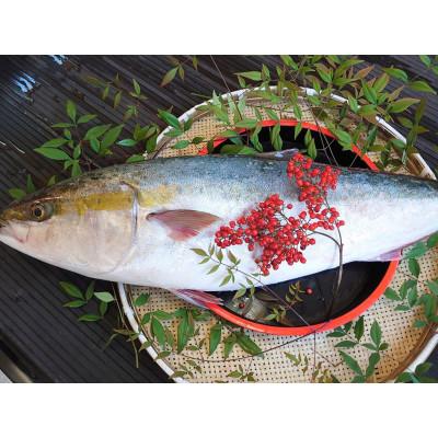 ふるさと納税 長崎市 長崎近海　天然寒ぶり!浜揚げ活き〆直送!!約8kg |  | 03