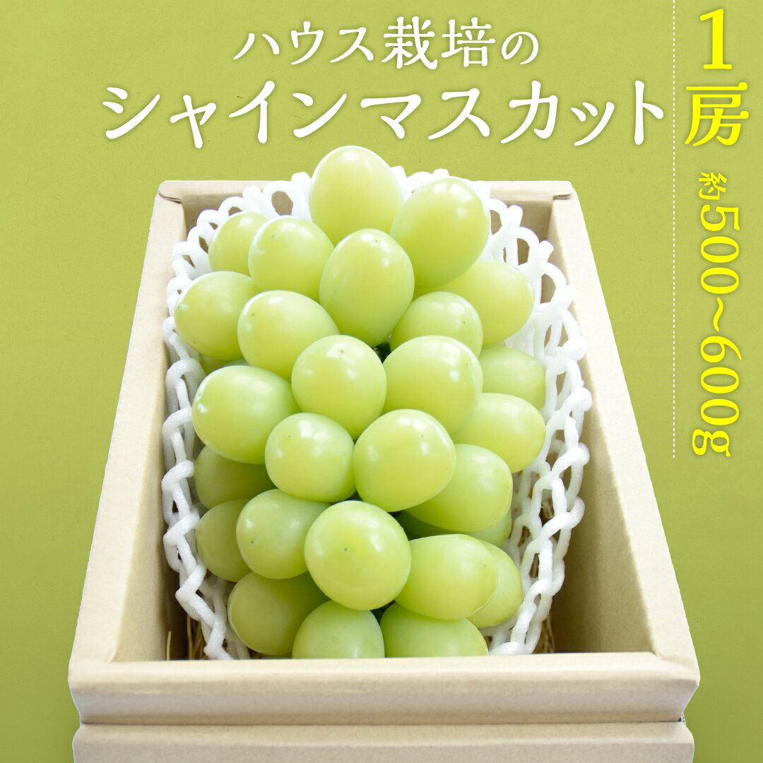 【ふるさと納税】ハウス栽培 の シャインマスカット 1房 ( 約500g〜600g ) 令和7年産 先行予約 化学肥料不使用 ぶどう ブドウ 葡萄 フルーツ