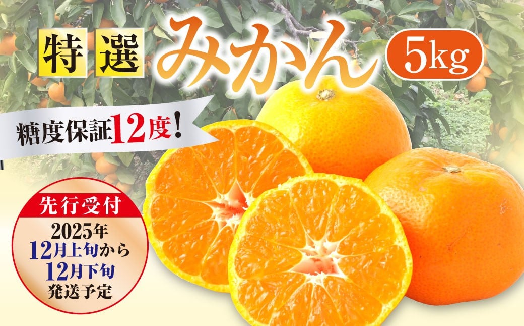 
            【先行受付】 特選 みかん 5kg 糖度保証 12度！ 【2025年12月上旬から12月下旬発送予定】 温州みかん 果物 フルーツ ミカン 蜜柑 柑橘
          