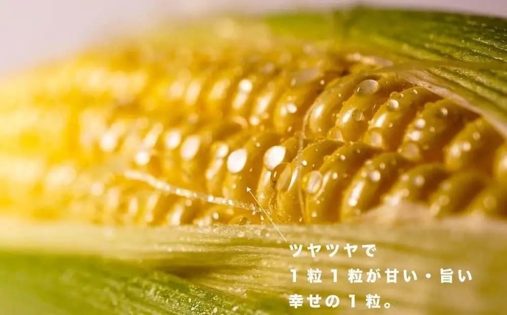 とうもろこし ＜2026年8月～9月発送＞【富士山の麓で育つ】河口湖町産Inakakara「ゴールドラッシュ」10本 野菜 やさい とうもろこし トウモロコシ コーン 先行予約
