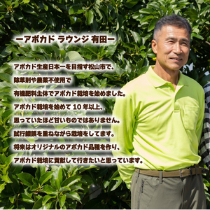 アボカド接ぎ木苗  ハス（Aタイプ）１年生中苗１本 ｜苗 ガーデニング 農業 家庭菜園 野菜 アボカド  あぼかど 国産 アボカド サラダ アボカド 料理 アボカド 健康 アボカド 森のバター 愛媛県