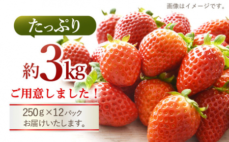 【☆先行予約☆】【数量限定】 ゆめのか いちご 約3kg（250g×12パック） 長崎 西海 イチゴ いちご 苺 ゆめのか いちご  ＜川原農園＞ [CDR011]