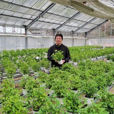 ふるさと納税 北茨城市 【長谷川園芸】北茨城産 クレマチス「花園」5寸 ※5/1〜5/7発送 |  | 03