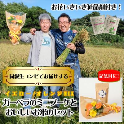 ふるさと納税 磐田市 R9年2月発送　同級生コンビでお届けガーベラMIXブーケとおいしいお米のセット・お花長持ち栄養剤付き