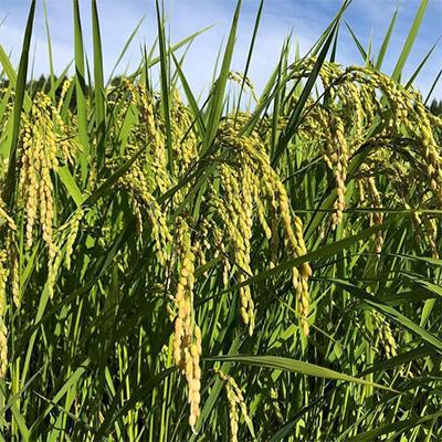 ふるさと納税 七尾市 【令和7年産】能登米こしひかり 精米 6kg (3kg×2袋) |  | 03