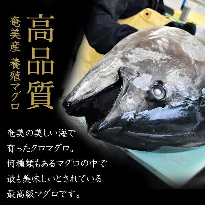 クロマグロ 黒マグロ 1,250g以上 まるごと満喫セット 奄美大島産養殖