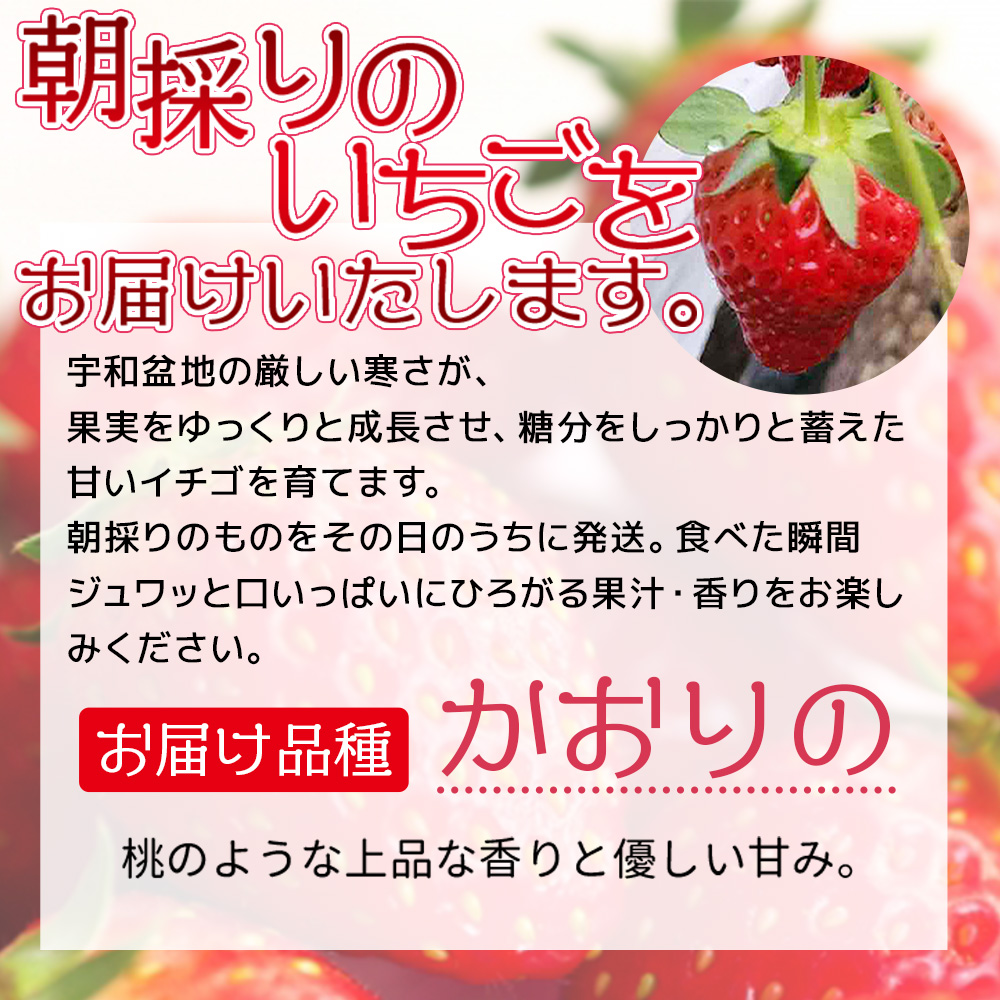 ＜農家厳選 新鮮朝採り宇和いちご 大粒 6箱（約4.2kg）＞イチゴ 苺 果物 フルーツ くだもの ストロベリー かおりの 直送 愛媛県 西予市